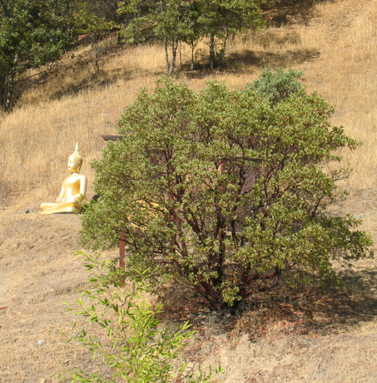 hillside Buddha (mr 0141).jpg